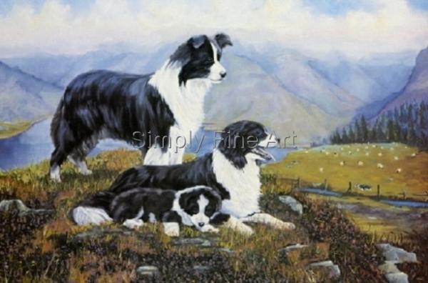 Collie - Border Collie Family