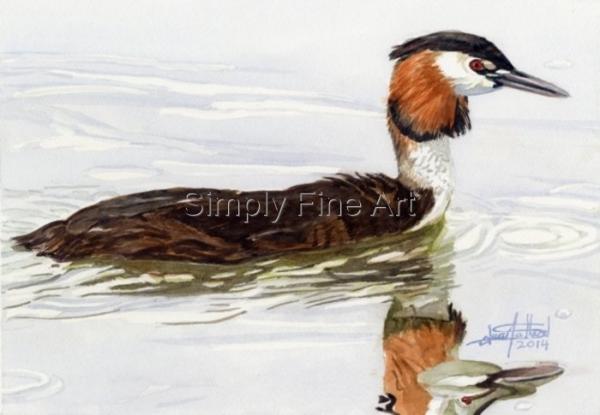 Grebe