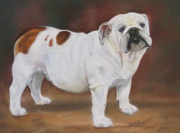 Bulldog White/Brown Male