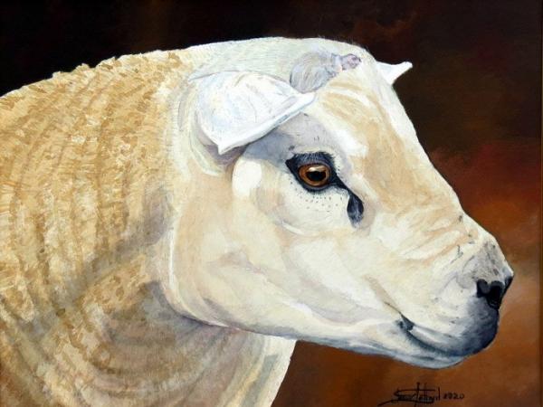 Texel Sheep Ram