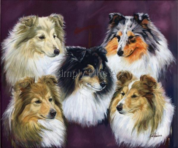 Shetland Sheepdogs 5 Heads