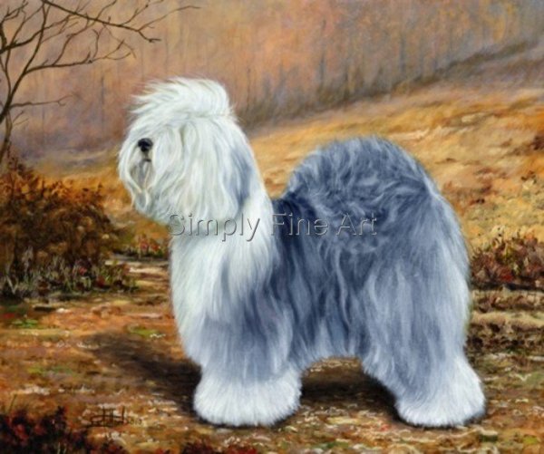 Old English Sheepdog - Champion Bitch