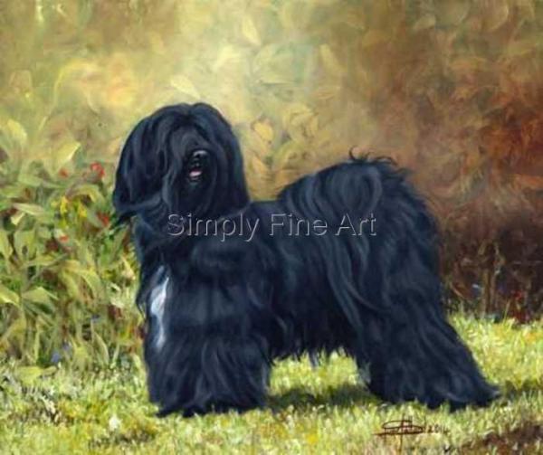 Tibetan Terrier - Black Bitch